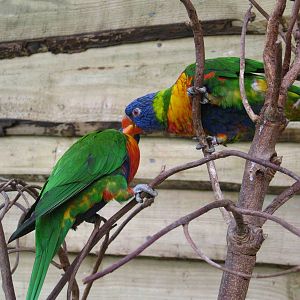 Rainbow Lorakeets