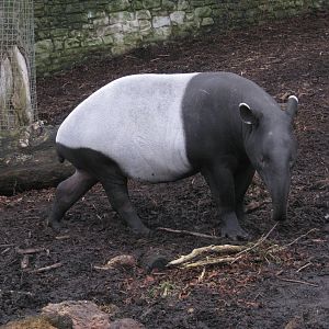 Malayan Tapir