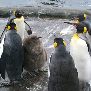 King Penguins