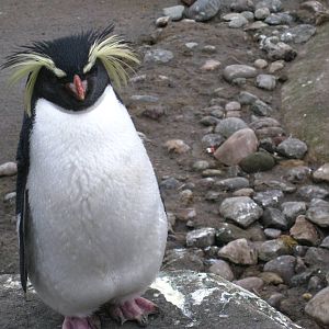 Rock-Hopper Penguins