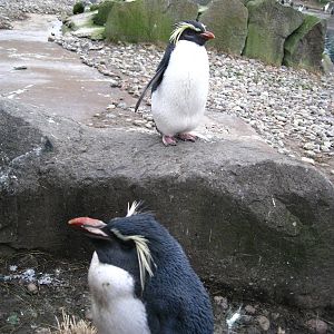 Rock-Hopper Penguins