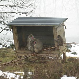Japanese Macaque