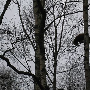 Red Panda