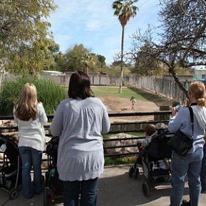 visitors watching baby zebra