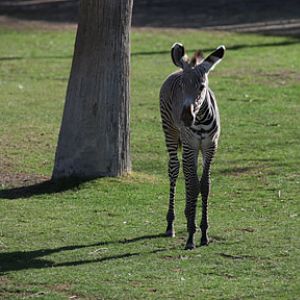 baby grevy zebra
