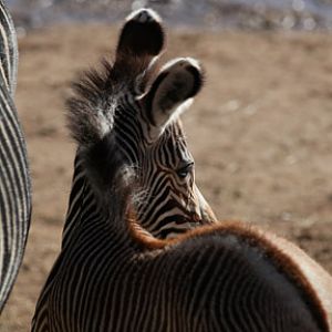 baby grevy zebra