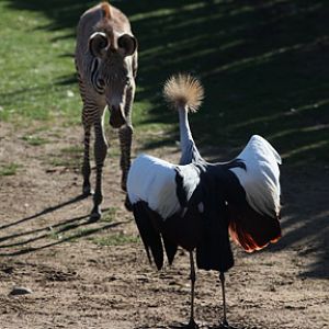 crane and zebra confrontation