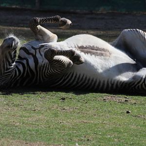 zebra rolling in dust