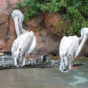 Arusha Savanna - Pink Back Pelican