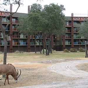 Arusha Savanna - Roan Antelope