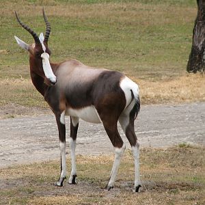 Arusha Savanna - Bontebok