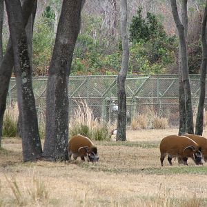 Arusha Savanna - Red River Hog