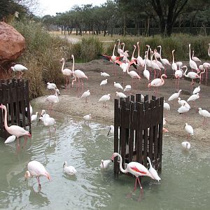 Uzima Savanna - Greater Flamingo Area