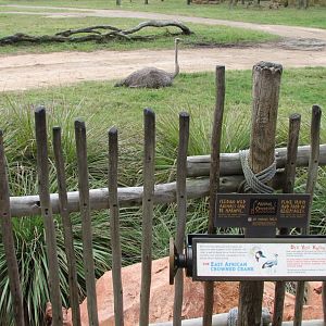 Uzima Savanna - Ostrich