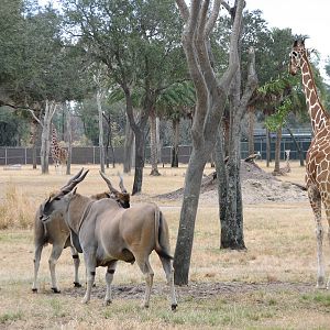 Uzima Savanna - Common Eland, Reticulated Giraffe, Ruppells Griffon Vulture