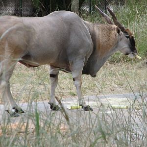 Uzima Savanna - Common Eland