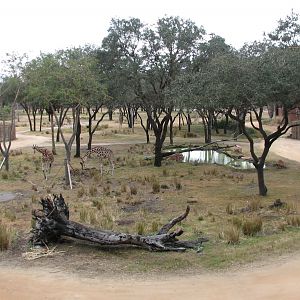 Sunset Savanna Overlook - Reticulated Giraffe