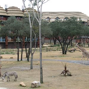 Sunset Savanna - Hartmanns Mountain Zebra and Reticulated Giraffe