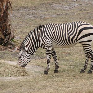 Sunset Savanna - Hartmanns Mountain Zebra