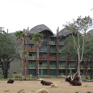 Sunset Savanna - Ankole Cattle