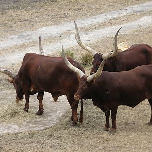 Sunset Savanna - Ankole Cattle