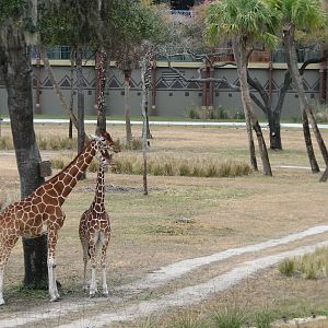 Sunset Savanna - Reticulated Giraffe