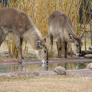 Pembe Savanna - Ellipsen Waterbuck