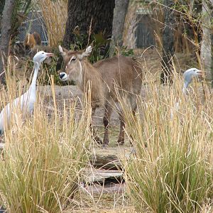 Pembe Savanna - Ellipsen Waterbuck and Blue Crane