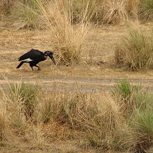 Pembe Savanna - Abyssinian Ground Hornbill