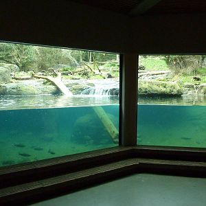 Grizzly Bear Exhibit