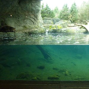 Grizzly Bear Exhibit