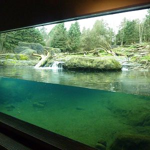 Grizzly Bear Exhibit
