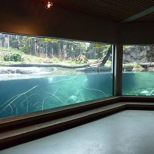 River Otter/ Rocky Mountain Goat/Arctic Fox Exhibit