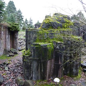 Rocky Mountain Goat/Arctic Fox Exhibit - See 2 Foxes?