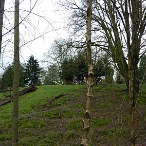 Roosevelt Elk Exhibit