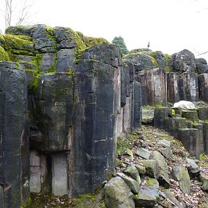 Rocky Mountain Goat/Arctic Fox Exhibit