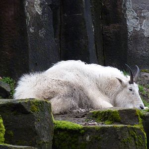 Rocky Mountain Goat