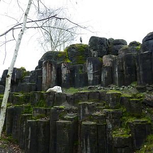 Rocky Mountain Goat/Arctic Fox Exhibit