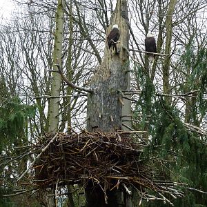 Bald Eagle Aviary