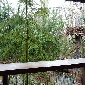 Bald Eagle Aviary