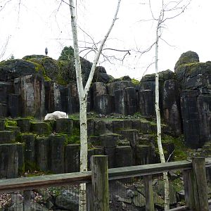 Rocky Mountain Goat/Arctic Fox Exhibit