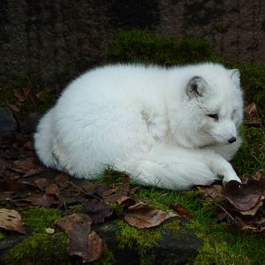 Arctic Fox
