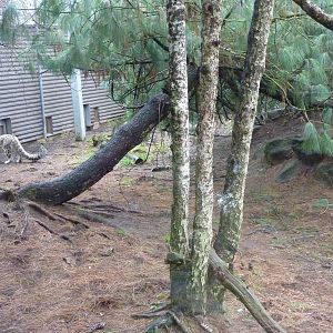 Snow Leopard Exhibit