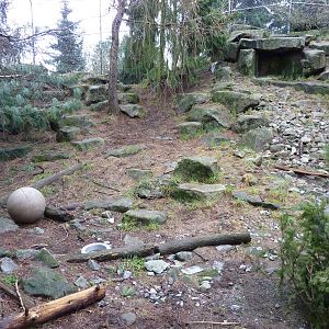 Snow Leopard Exhibit