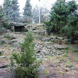 Snow Leopard Exhibit