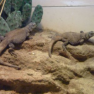 Chuckwallas