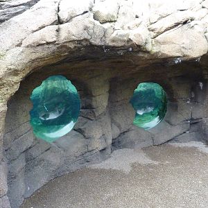 Humboldt Penguin Exhibit