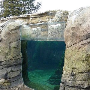 Humboldt Penguin Exhibit