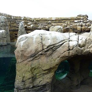 Humboldt Penguin Exhibit