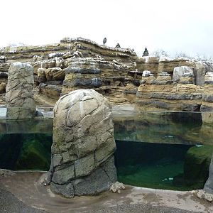 Humboldt Penguin Exhibit